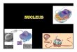 Nucleus - Webs · The nuclear envelope (also known as the perinuclearenvelope, nuclear membrane, nucleolemmaor karyotheca) a double lipid bilayer that encloses the genetic material