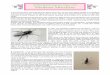 WNN7 Minibeast Miscellany · well marked wings, dark wing tips, with 3 dark stripes on the top of the thorax. It is often found near to buildings and also indoors at times and the