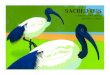 a limited edition linocut by Robert Gillmor a limited edition linocut by Robert Gillmor Sacred Ibis