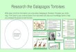Research the Galapagos Tortoises...LO: To be able to research the Galapagos Tortoises • SC: I am able to find information about a species • I can organise my information • I