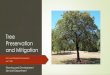 Tree Preservation and Mitigation · 2020. 7. 2. · March 16, 2020: Presentation to the Environmental Task Force, which included options for improving Arlington’s tree preservation