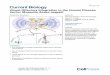 Visual-Olfactory Integration in the Human Disease Vector ...€¦ · Current Biology Report Visual-Olfactory Integration in the Human Disease Vector Mosquito Aedes aegypti Clement