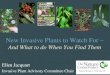 New Invasive Plants to Watch For - Purdue … Invasive Plants...Watch for These New Invasive Plants: 1. Japanese stiltgrass 2. Plumeless thistle 3. Black swallow-wort 4. Pale swallow-wort