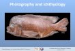 Photography and ichthyology · 2018. 11. 26. · Royal Museum for Central Africa (RMCA Tervuren) FishBase and Fish Taxonomy Training Session 2017 June-August 2009 -about 55.900 pictures