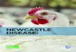 NEWCASTLE DISEASE - IDVet · 2020. 2. 14. · Newcastle disease: A persisting worldwide problem 3 N ewcastle disease is caused by a virus belonging to the family of Paramyxoviridae;