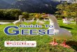 GGuide To EESE...4 Backyard Poultry Guide To Geese By Ch rsi tni e heni r i C h s Ca lfi o r nai G eese, long ago domesticated and a companion to human agriculture, are losing ground