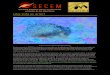 ¿Has visto un erizo? - SECEM · 2019. 2. 25. · El erizo europeo tiene una distribución amplia dentro de la península, mientras que el erizo moruno se distribuye por Ceuta, Melilla,