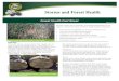 Forest Health Fact Sheet · 2020. 6. 3. · Forest Health Fact Sheet March 2017 Damage Winter ice storms, strong wind events, floods, etc. can cause a variety of damage such as “ring