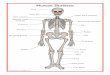 Human Skeleton · Human Skeleton © Copyright 2011,  Vertebra. Title: Skeleton posters Author: Samuel Created Date: 6/24/2011 7:17:14 PM