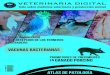 Veterinaria Digital 1veterinariadigital.com/magazine/VeterinariaDigital_magazine_01_ES.… · Veterinaria Digital 5 CONTENIDOS 6 8 10 12 16 17 18 Avicultura Peste Porcina Africana