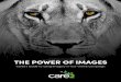 THE POWER OF IMAGES - care2services.com · THE POWER OF IMAGES . Care2’s guide to choosing the best images for your campaign. p.5. MAXIMIZING IMPACT WITH IMAGES. Because images