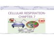 CELLULAR RESPIRATION-CHAPTER 7...CELLULAR RESPIRATION- CHAPTER 7 17 WORDS ALCOHOLIC FERMENTATION ACETYL COENZYME A ANAEROBIC PATHWAY AEROBIC RESPIRATION CELLULAR RESPIRATION CITRIC