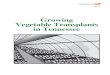 Growing Vegetable Trans plants in Ten nes see · 2015. 7. 17. · Watering systems for greenhouses ... Growing Vegetable Trans plants in Ten nes see Alvin D. Rutledge, Professor Emeritus,