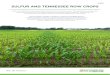 W 435 SULFUR AND TENNESSEE ROW CROPS · 2017. 8. 8. · W 435 SULFUR AND TENNESSEE ROW CROPS Sulfur (S) deficiencies have become more common in recent years. This publication outlines