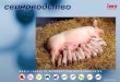 No Slide Title Pork All.pdfПрезентация среды для спермы Механизм производства сертификации ISO 9001 и утверждено