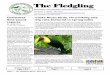 The Fledgling - Southern Adirondack Audubon SocietyThis spring’s monthly program talks will cover hummingbird banding in Costa Rica, thru-hiking the long-distance Pacific Crest Trail