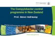 New The Campylobacter control programme in New Zealand · 2016. 10. 17. · Campylobacteriosis in New Zealand (all causes) at start of control programme 0 2,000 4,000 6,000 8,000