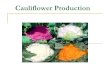 Cauliflower Production · Cauliflower Production in ER Cauliflower is the main cool season crop planted in the region Usually thousands of Jeribs are planted early in the Fall season