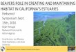 BEAVERS ROLE IN CREATING AND MAINTAINING HAITAT IN ... · SRF Conference, Davis CA March 29 ... Beaver are Native to Coastal Northern California ... restoration strategies using beaver