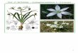 Rosemary - wellnesstradingpost.com · Web viewCommon names: Star of Bethlehem. Latin name: Ornithogalum umbellatum. L. Family: Liliaceae. Botany: prefers light (sandy), medium (loamy)