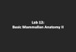 Lab 12: Basic Mammalian Anatomy IIintrobiolab.weebly.com/uploads/8/7/8/6/8786896/lab... · Basic Mammalian Anatomy II . Complete all sections •19.1 – Urinary system •19.2 –
