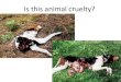 Is this animal cruelty?smokeapackaday.tripod.com/webonmediacontents/1554951.pdf · Average kill rate per wolf per month = 3.05 Elk 36 Elk Per Year/Wolf ~2,000 Wolves = 72,000 Elk