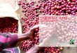 FAIRTRADE MARK GUIDELINES · The comprehensive guidelines contain sections that specify most types of bulk packaging and product promotion usage, but they cannot cover everything
