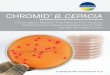 ENHNACED DETECTION FOR EFFECTIVE PREVENTION … · CHROMID® B. CEPACIA ENHANCED DETECTION FOR EFFECTIVE PREVENTION CHROMID B. cepacia provides additional peace of mind in knowing