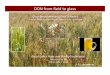 DON from field to glass - College of Agriculture & Natural ... · What is the contribution of cultural control to integrated management of FHB/DON? Resistant Cultivars Fungicides