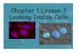 Chapter 1 Lesson 2as253.k12.sd.us/7th Homework Documents/Cells and...Chapter 1 Lesson 2 Looking Inside Cells Cells and Heredity 7th Grade Life Science Ms. Schreurs. My Planet Diary