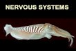 NERVOUS SYSTEMS - University of Arizona · What do nervous systems do? • detect things in our environment through our senses (INPUT) • ‘tell’ muscles and other tissues what