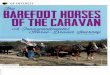 I i OF THE CARAVAN BAREFOOT HORSES )^uum (^oukne^ 3 if^aUe-access-adventure.org/wp-content/uploads/The_Natural_Horse.pdf · Natural Performance Hoof Care. To complement thei r passion