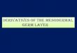 Derivatives of the mesodermal germ layer · 2019. 8. 14. · dermatomes, myotomes and sclerotomes. Dermatome Myotome Sclerotome. Derivatives of the intermediate mesoderm It gives