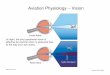 Aviation Physiology – Visionflyonline.weebly.com/uploads/3/5/3/0/3530216/gs_3... · 2020. 3. 20. · Aviation Physiology – Vision At night, the your peripheral vision is effective