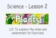 Science - Lesson 2 · Science - Lesson 2 LO: To explore the stem and understand its functions. LO: To explore the stem and understand its functions. RECAP What do plants need to grow?