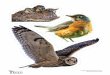 Language/Literacy (Week 45, Day 1) · Language/Literacy (Week 45, Day 1) Bird, bat, and owl cutouts. Title: Language Literacy Bird Bat and Owl Cutouts Created Date: 10/4/2018 3:59:14