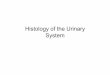 Histology of the Urinary System - كلية الطب · 2019. 3. 25. · Juxtaglomerular Apparatus • Senses and regulates blood flow and composition • Structure where afferent