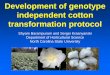 Development of genotype independent cotton transformation … · 2017. 4. 24. · Chen TianZi, Wu ShenJie, Zhao Jun, Guo WangZhen, Zhang TianZhen Biotechnol Lett (2010) 32:547–555
