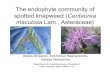 The endophyte community of spotted knapweed (Centaurea ... · 2005) show the absence of catechin effect. Fungal endophytes 1) Inhabit every plant 2) Some endophytes are ... Festuca