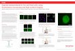 Hypoxia measurements in live and fixed cells using ...assets.thermofisher.com/TFS-Assets/BID/posters/...Image-iTGreen Hypoxia Reagent is a novel fixable fluorogeniccompound for 