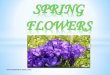 FLOWERS - teachers-zone.com€¦ · SPRING FLOWERS  .  