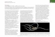 Current Biology Magazine - COnnecting REpositories · 2016. 12. 4. · ancestors started to conquer dry land and grow limbs, some 380 million years ago (Curr. Biol. (2013) 23, R419–R421)