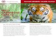 WILD CARNIVORE HEALTH - wildlife.cornell.edu...As wild carnivore populations become smaller and more fragmented, infectious diseases and other health threats are increasingly likely