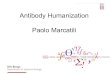 Antibody Humanization Paolo Marcatil ipmar/humanization.pdf · Antibody against VEGF developed on mouse Drafting of the CDRs Test of affinity Back mutation (8 rounds) proABC for humanization