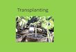 Transplanting - cdn.sare.org · transplanting? 12) What should be considered when determining transplant spacing? 13) How deep should seedlings be transplanted? 14) What is the role