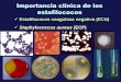 Staphylococcus aureus (ECP)depa.fquim.unam.mx/bacteriologia/20142/pres6.pdf · Síndrome del shock tóxico (SST) Hay fiebre de 39-40ºC, dolor en boca y garganta, cefalea, vómito,