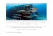 AtlAntic GoliAth Grouper of floridA: to fish or not to fish€¦ · Goliath Grouper occurs in tropical and subtropical waters on both sides of the Atlantic Ocean, ranging from North