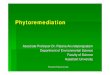 Associate Professor Dr. Patana Anurakpongsatorn Department of …¸าร... · 2008. 11. 27. · Phytorem/Patana Anurak Hyperaccumulator plants ¾Capable to accimulate potential