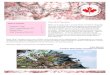 Dear JSAC Members,buna.yorku.ca/jsac/newsletter/jsac_newsletter_spring_2017.pdf · Japan Studies Association of Canada Spring 2016 Newsletter Page 4 Dr. Masahiro Hamashita is shown