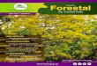 Revista Forestal de Guatemalasifgua.org.gt/Biblioteca/Revistas/pdf/revistaforestaled... · 2019. 10. 30. · Revista Forestal de Guatemala EDITORIAL Instituto Nacional de Bosques
